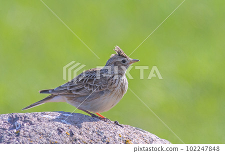 The Eurasian skylark - Alauda arvensis is a passerine bird in the lark family, Alaudidae 102247848
