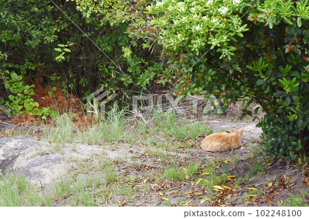 A stray cat sleeping curled up in the shade Okayama A stray cat sleeping curled up in the shade Okayama 102248100