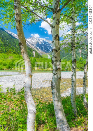 [Scenic view] Kamikochi in early summer [Nagano Prefecture] 102248304