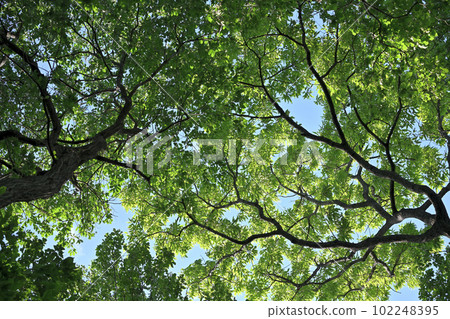 仰望灌木叢中大樹的綠意盎然的天空之美 102248395
