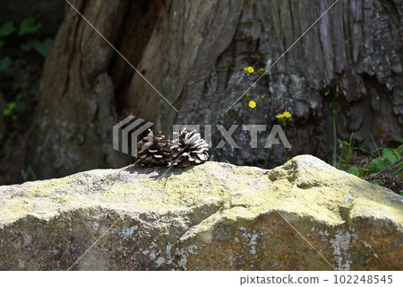 Two pine cones 102248545