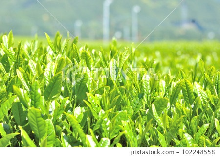 Scenery of tea plantation in Matsuno, Shizuoka City Scenery of tea plantation in Matsuno, Shizuoka City 102248558