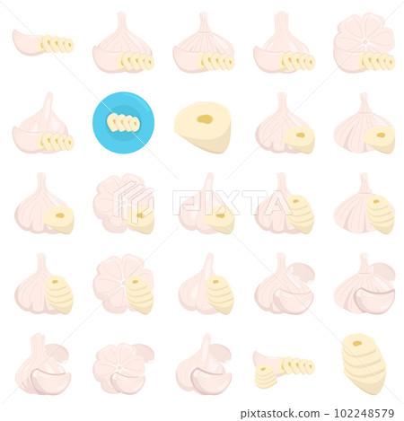 Illustration of garlic 102248579
