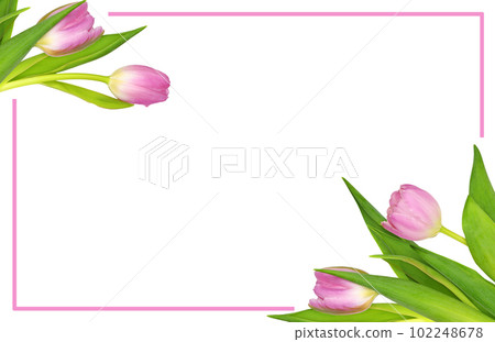 Spring pink tulip flowers in a corner arrangements with a frame isolated on white 102248678