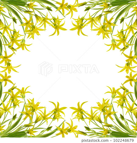 Yellow Gagea lutea flowers, bud and leaves in a square frame arrangement isolated on white 102248679