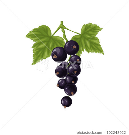 Black currant. A branch with ripe black currant and green leaves. A twig with ripe currant berries. Vector illustration on a white background 102248922