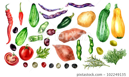 Set of tomato, cucumber, hot peppers and beans watercolor illustration isolated on white. Potato batata, squash, zucchini, tabasco, parsley, rosemary hand drawn. Elements for menu, cookbook, package 102249135