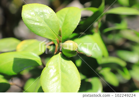 Round camellia fruit 102249224