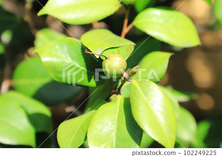 Round camellia fruit Round camellia fruit 102249225