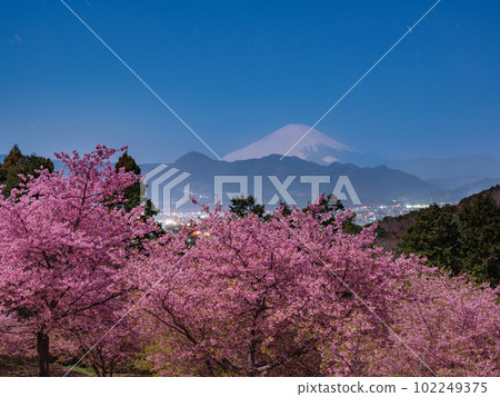神奈川_河津櫻花和富士山的夜景 102249375