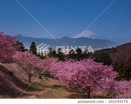 Kanagawa _ Night view of Kawazu cherry blossoms and Mt. Fuji Kanagawa _ Night view of Kawazu cherry blossoms and Mt. Fuji 102249376