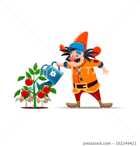 Cartoon gnome or dwarf farmer character with watering can. Fairytale dwarf, midget or fantasy elf funny isolated vector personage. Gnome farmer comical personage watering ripe tomatoes plant harvest 102249421