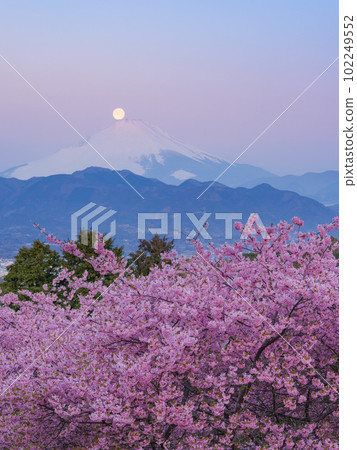 Kanagawa _ Kawazu cherry blossoms and the superb view of Pearl Fuji 102249552