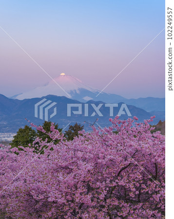 Kanagawa _ Kawazu cherry blossoms and the superb view of Pearl Fuji 102249557