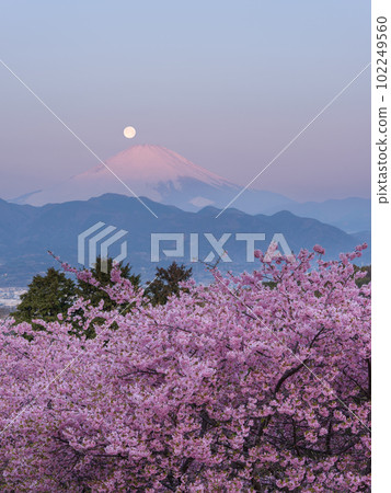 Kanagawa _ Kawazu cherry blossoms and the superb view of Pearl Fuji 102249560