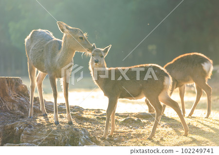 Nara_Nara Park and deer scenery with autumn leaves Nara_Nara Park and deer scenery with autumn leaves 102249741