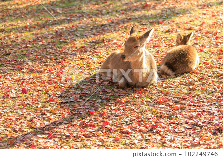 奈良_奈良公園和鹿風景與秋葉 奈良_奈良公園和鹿風景與秋葉 102249746
