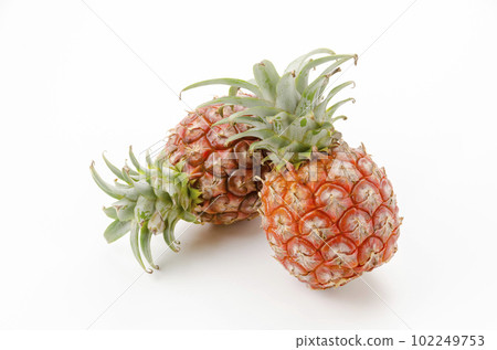 桃松（手感柔軟） 石垣島菠蘿 102249753