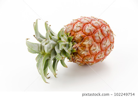 桃松（手感柔軟） 石垣島菠蘿 102249754