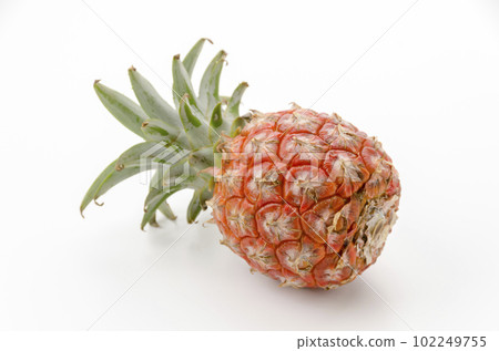 桃松（手感柔軟） 石垣島菠蘿 102249755