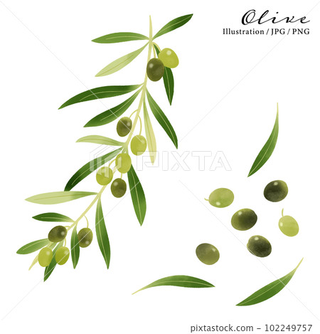 Olive branch watercolor illustration-1 Olive branch watercolor illustration-1 102249757