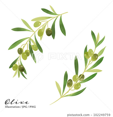 Olive branch watercolor illustration-3 102249759