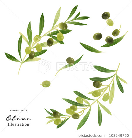 Various olive fruits and branches, watercolor illustration 102249760