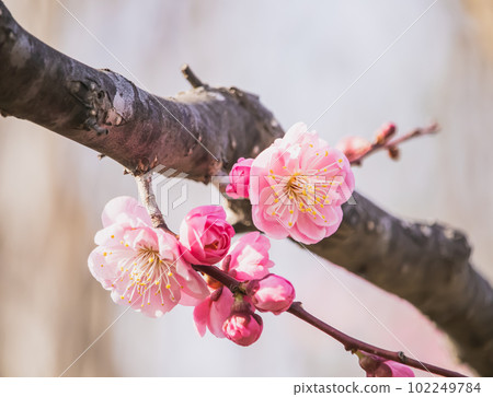 紅梅和春天的到來 102249784