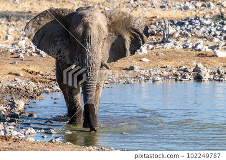 African Elephant in Etosha African Elephant in Etosha 102249787