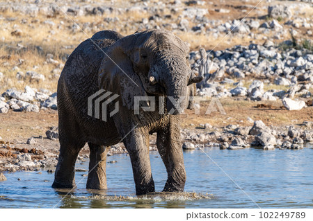 African Elephant in Etosha 102249789