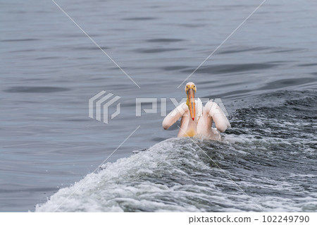 Pelican in Walvis Bay 102249790