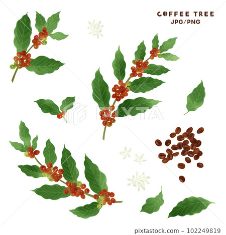 Watercolor illustration of coffee tree, flowers and roast beans 102249819