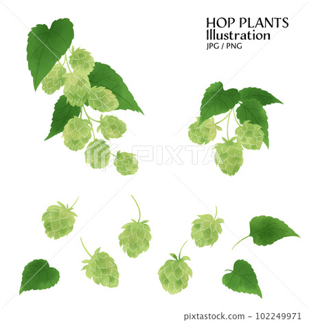 Watercolor illustration of various hops and branches 102249971
