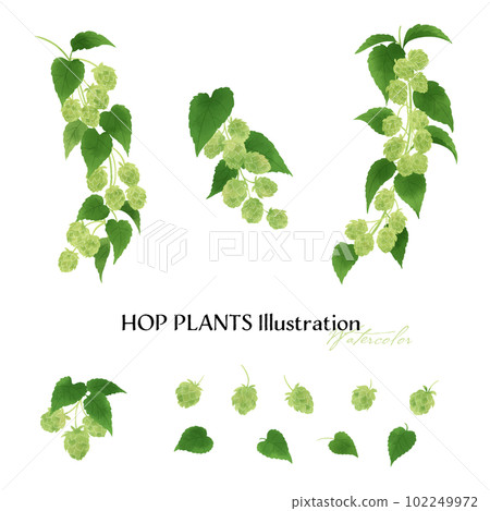 Hop fruit and branch watercolor illustration Hop fruit and branch watercolor illustration 102249972
