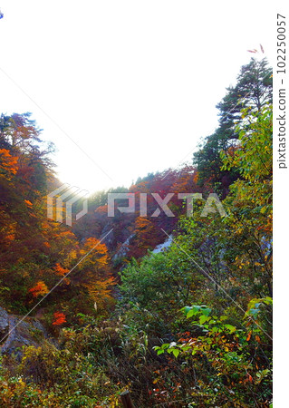 Omoshiroyama Momijigawa Valley Autumn Leaves Yellow Leaves Omoshiroyama Momijigawa Valley Autumn Leaves Yellow Leaves 102250057