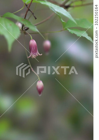 Downward-blooming flower of a hunger crane 102250164