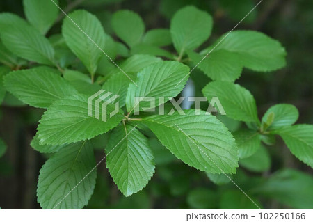 Sesame leaves 102250166