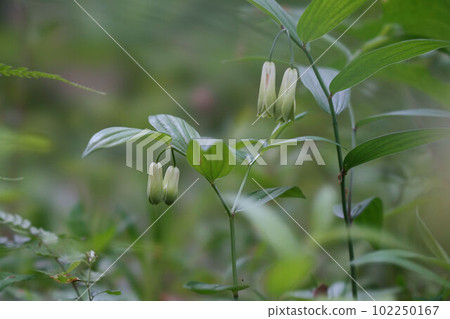 Hochakuso that blooms downward Hochakuso that blooms downward 102250167