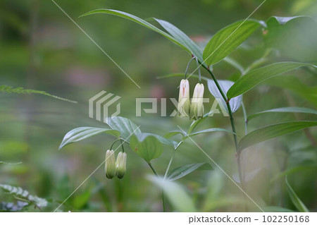 向下綻放的鳳尾草 102250168