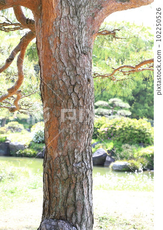 Akamatsu's trunk Akamatsu's trunk 102250526