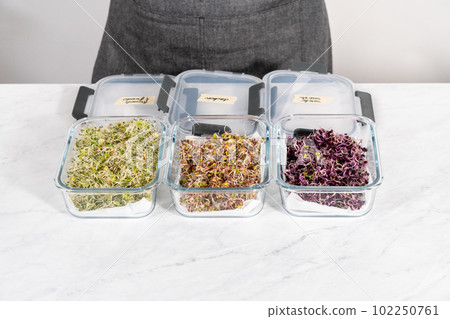 Day 6. Packaging freshly harvested organic sprouts into a glass container lined with paper towels. Day 6. Packaging freshly harvested organic sprouts into a glass container lined with paper towels. 102250761