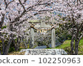春天上八幡宮5 102250963