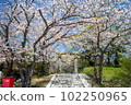 春天上八幡神社6 102250965