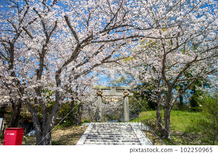 春天上八幡神社6 春天上八幡神社6 102250965
