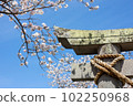 春天上八幡神社8 102250968