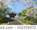 春天上八幡宮10 102250972