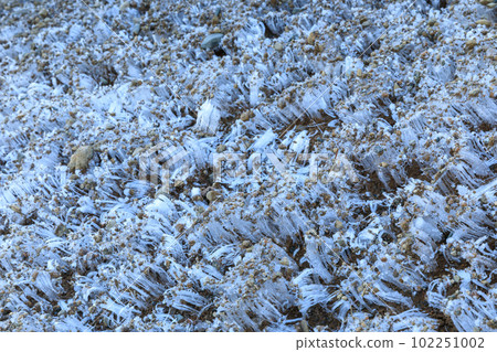 Winter image_Frost columns formed in the frigid morning landscape 102251002