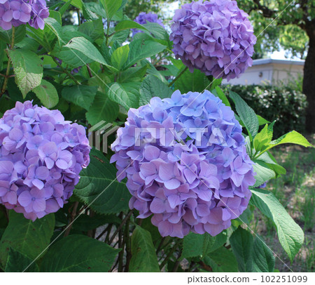 Hydrangea image Hydrangea image 102251099