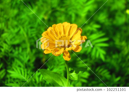 Zinnia flower garden landscape in full bloom 7 102251101