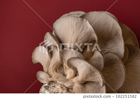 beautiful natural organic oyster mushrooms, copy space 102251582